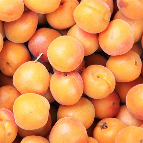 Ripe Apricot Fruit Stock Image Image Of Nutritional 16294521