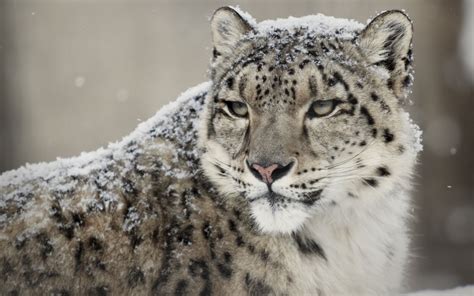 White Leopard Wallpaper 73 Pictures