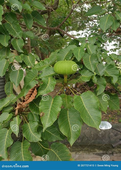 Hura Crepitans Fruit Of The Sandbox Tree Stock Image Image Of