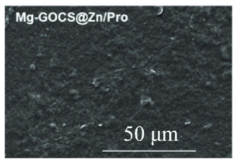 Sem Of Az31b Alloy With Multifunctional Composite Biocoating Reprinted