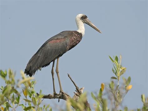 New Rare, Endangered Bird Species Found in Nepal