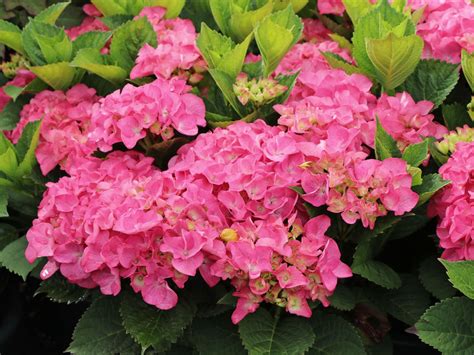 Ballhortensie Duro Hydrangea Macrophylla Duro Baumschule Horstmann