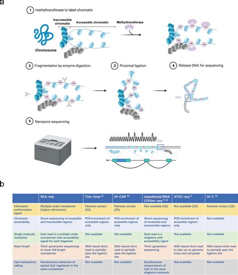 Spatial Chromatin Accessibility Sequencing Resolves High Order Spatial