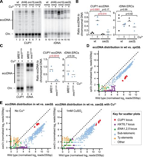 Sae2 And Mre11 Nuclease Activity Are Required For EccDNA Formation A