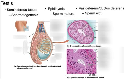 Testis Structure Diagram Quizlet