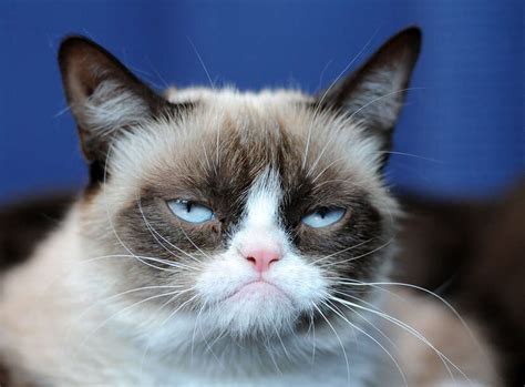 Grumpy Cat Good Night Meme