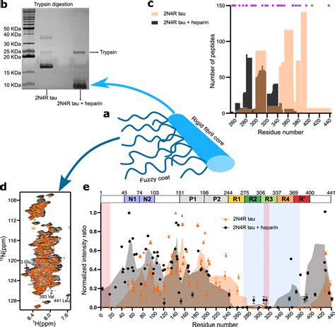 Heparin Free Tau Fibrils Have An Extended Core And An Immobile