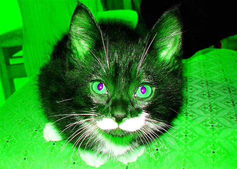 Green Cat Photograph by Martin Masterson - Fine Art America