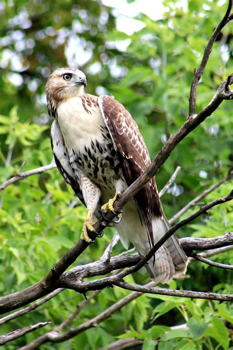 A Young Red Tailed Hawk Minnesota Raptors Bird Red Tailed Hawk