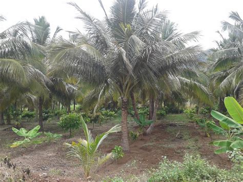 Cocoa Tree Plantation (Theobroma cacao) | Innovative farming solutions