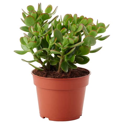 Crassula Ovata Potted Plant Money Tree 6 Ikea