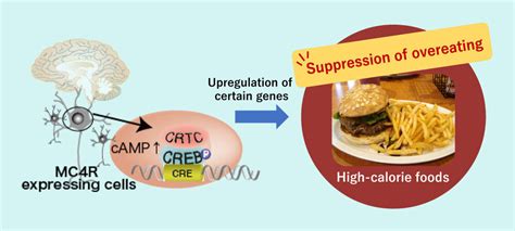 Crtc1 Gene Mediates The Obesity Suppressing Effects Of Mc4r