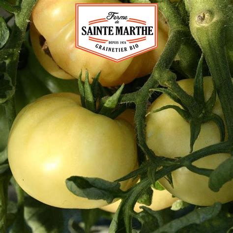 La Ferme Sainte Marthe Graines Tomate Beaut Blanche