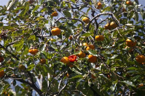 The Japanese Persimmon Treen Persimmon Diospyros Kaki Stock Image