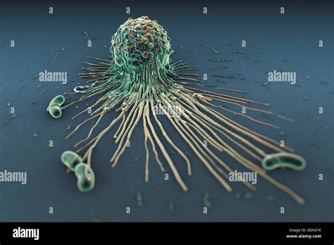 Inmunidad innata fotografías e imágenes de alta resolución Alamy