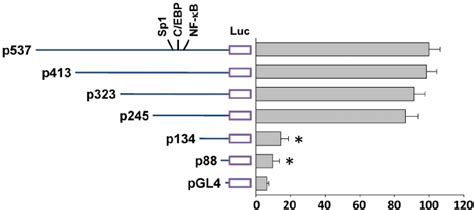 Sp1 C EBP β and NF κ B DNA binding activities induced by SDF 1