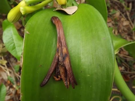 Vanilla Orchid Flower Blooming In Miami Anyas Garden Natural Perfumes