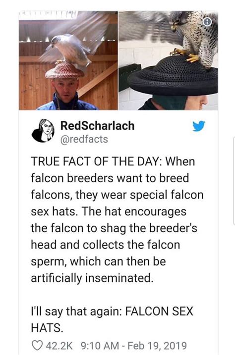 Falcon Sex Hat R Specializedtools