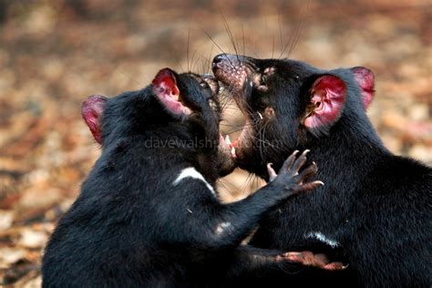 Tasmanian Devil Fighting Another Animal