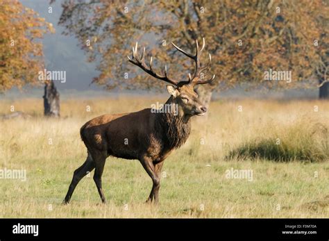 Hirsche Im Richmond Park In Richmond Fotos Und Bildmaterial In Hoher