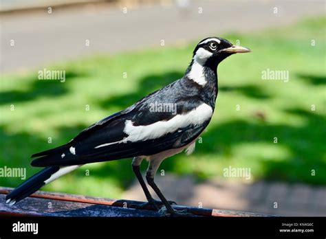 Male Magpie Lark Grallina Cyanoleuca Visiting A Picnic Table