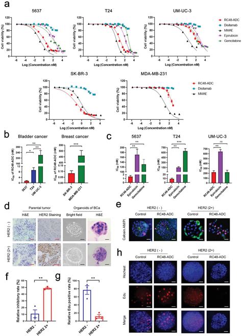 A HER2targeted AntibodyDrug Conjugate RC48ADC Exerted Promising