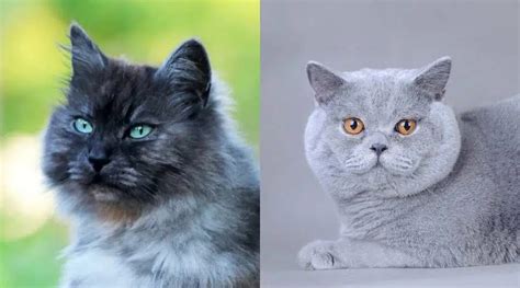 Maine Coon Mixes 11 Adorable Feline Crossbreeds Love Your Cat