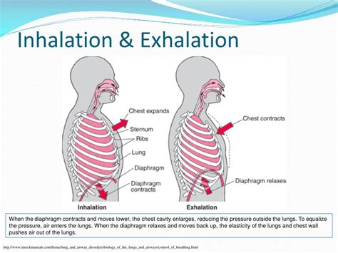 Ppt The Respiratory System Powerpoint Presentation Free Download