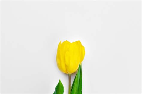 Premium Photo Fresh Tulip Flowers Isolated