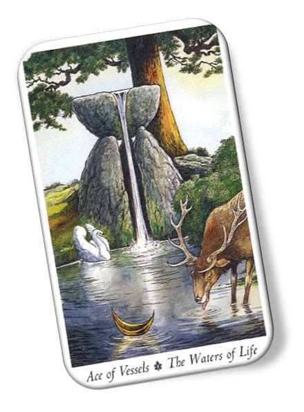 Ace Of Vessels Wildwood Tarot Card Meanings Waters Of Life Tarotx