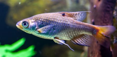 Premium Photo Closeup Shot Of A Small Silver And Grey Fish In The