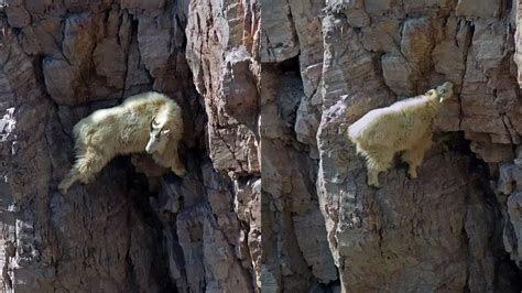 Mountain Goat On Cliff