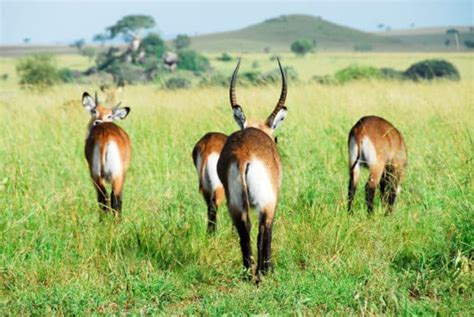 Kidepo Valley National Park - A Gem Among Uganda Game Parks