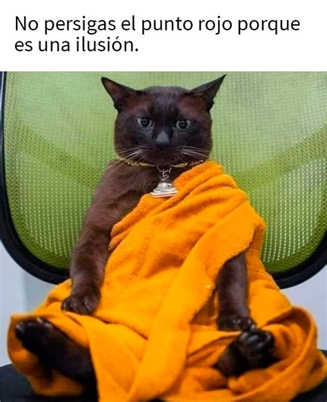 Fotos Y Memes Que Captan Perfectamente C Mo Es Vivir Con Gatos