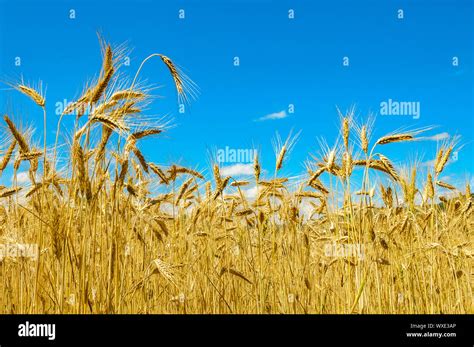 Gold Wheat Field And Blue Sky Stock Photo Alamy