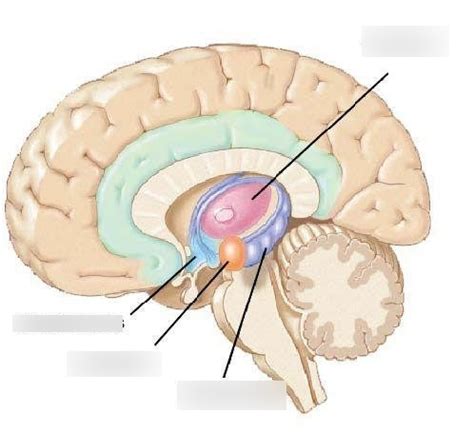 Limbic System Diagram | Quizlet