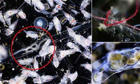 Shocking Photos Reveal Plankton Consuming Toxic Microplastics In Devon Pho Plankton Online