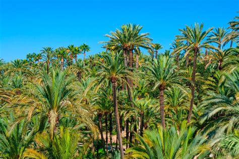 Un Paseo Por El Palmeral De Elche The Best Day Tours