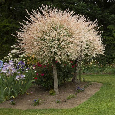 Buy You Garden Flamingo Willow Tree Salix Integra Hakuro Nishiki