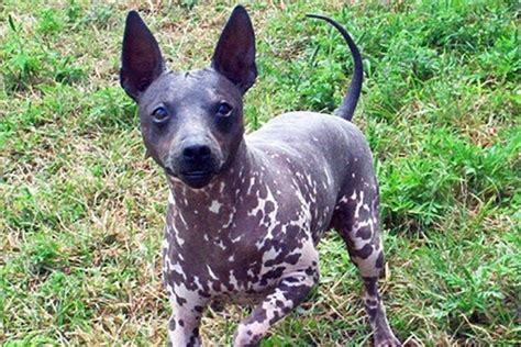 American Hairless Terrier Storia Della Razza Dalle Origini A Oggi