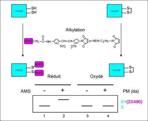 Repr Sentation Sch Matique De La R Action D Alkylation Par L Ams