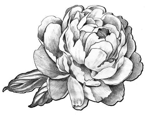 Peony Flower Tattoo Sketch