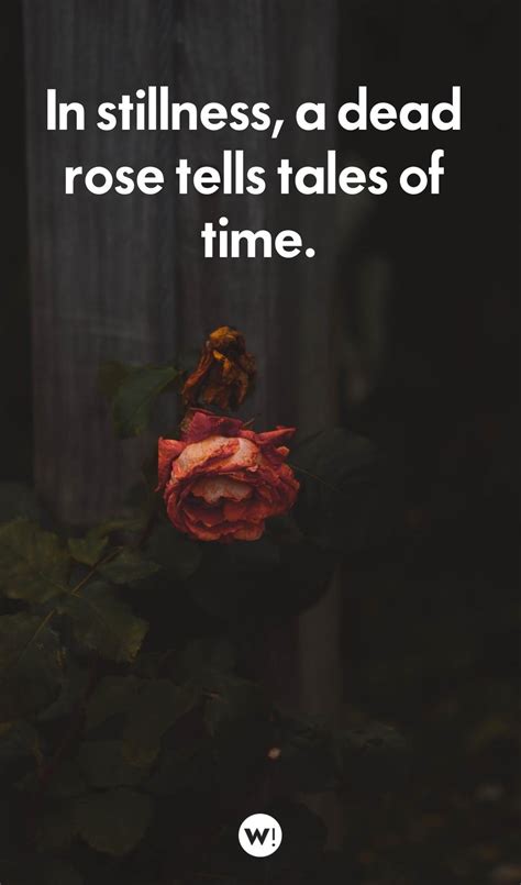 45 Dead Rose Quotes (the best quotes about dying roses) - Words Inspiration