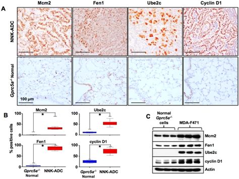 A Representative Photomicrographs Depicting Increased Expression Of