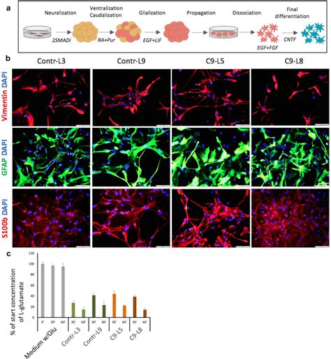 Human IPSC Derived Astrocytes From ALS Patients With Mutated C9ORF72