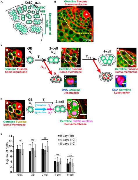 rates  stem cell division determine  cell cycle lengths