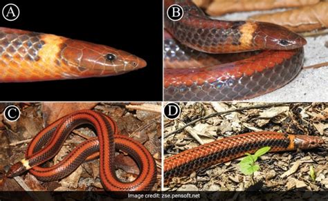 Scientists Discover Beautiful New Species Of Rare Burrowing Snake In ...