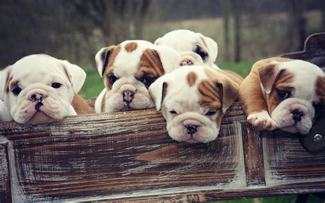 Cute English Bulldog Puppies Wallpaper