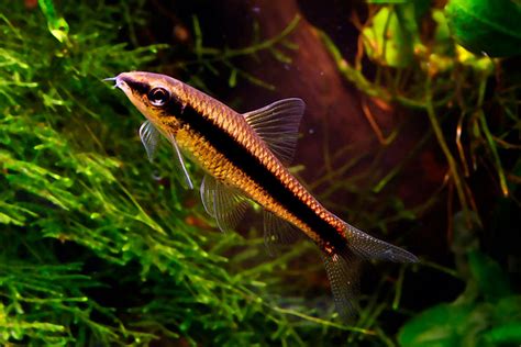 Gu A Completa Sobre Tiburones De Acuario De Agua Dulce Olacuario