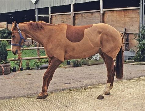 Managing The Laminitic And Foundered Horse With Sole Support Horse